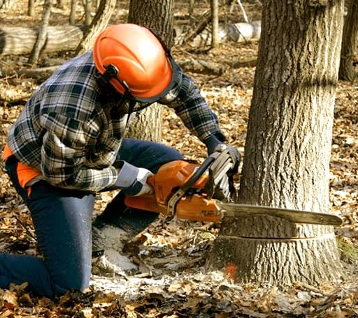 Tree Removal in Ledyard, CT